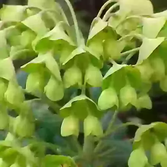 Euphorbia characias characias Mediterranean Spurge